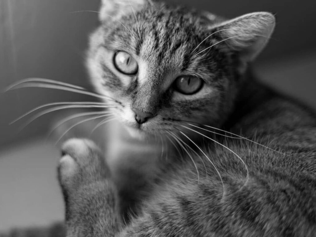 Silver Grey Abyssinian Cat