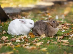 Smallest Rabbit Breeds for Pets 