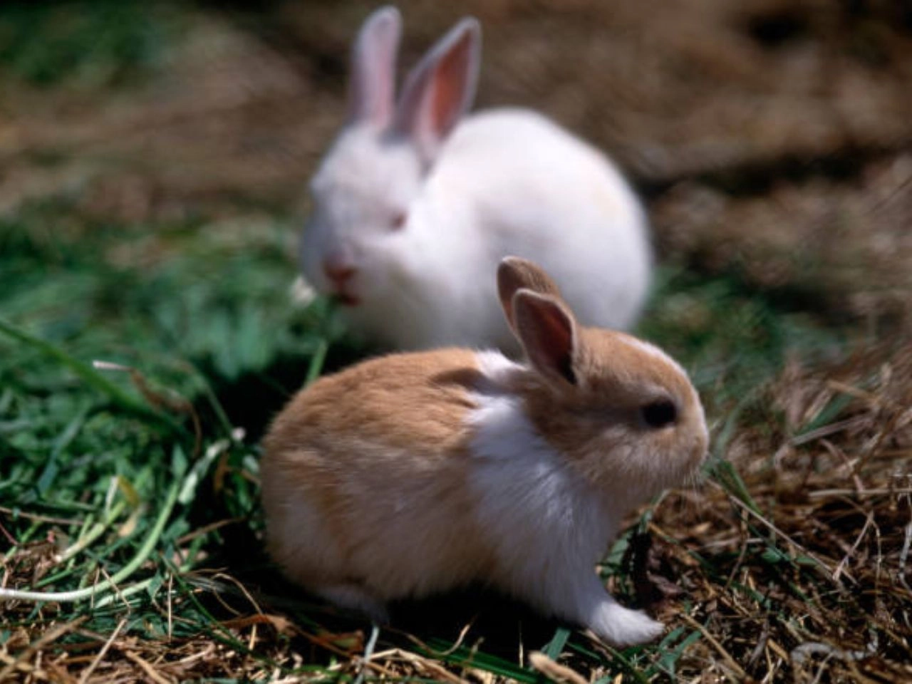 Smallest Rabbit Breeds for Pets Tiny Companions