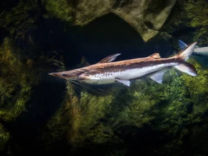 Spiny-Rayed Freshwater Fish