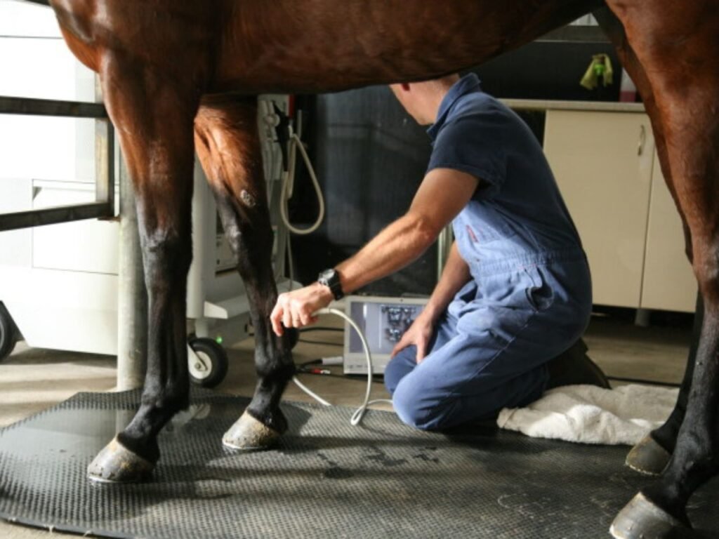 Suspensory Ligament Injury in Horses