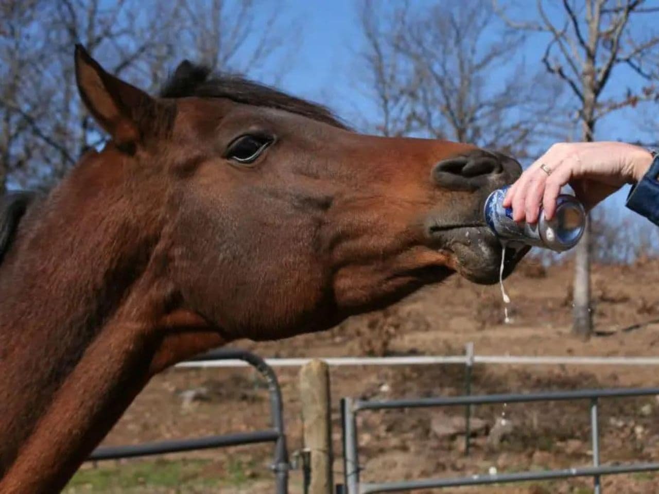 Treating Colic in Horses With Beer