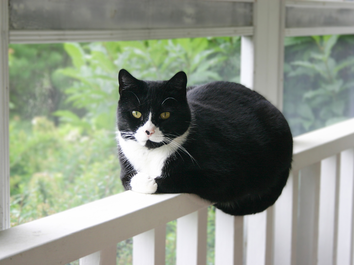 Tuxedo Cat