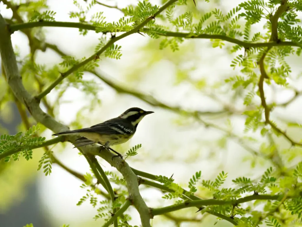 Arizona Warblers