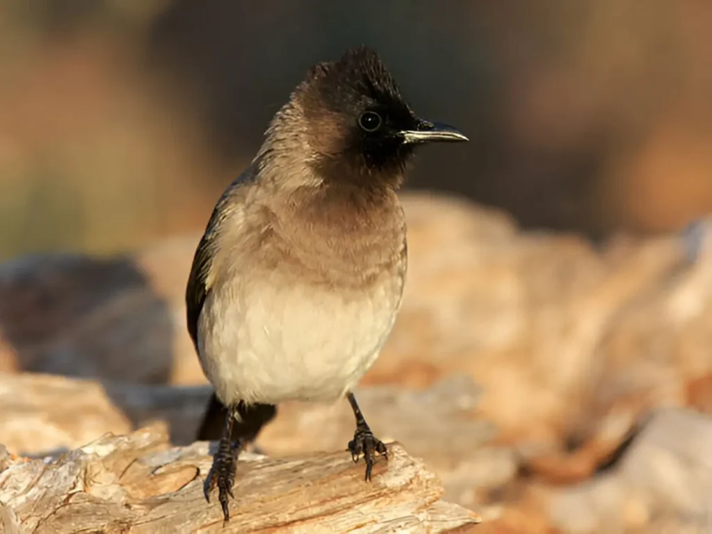 Black Headed Nightingale Thrush Bird