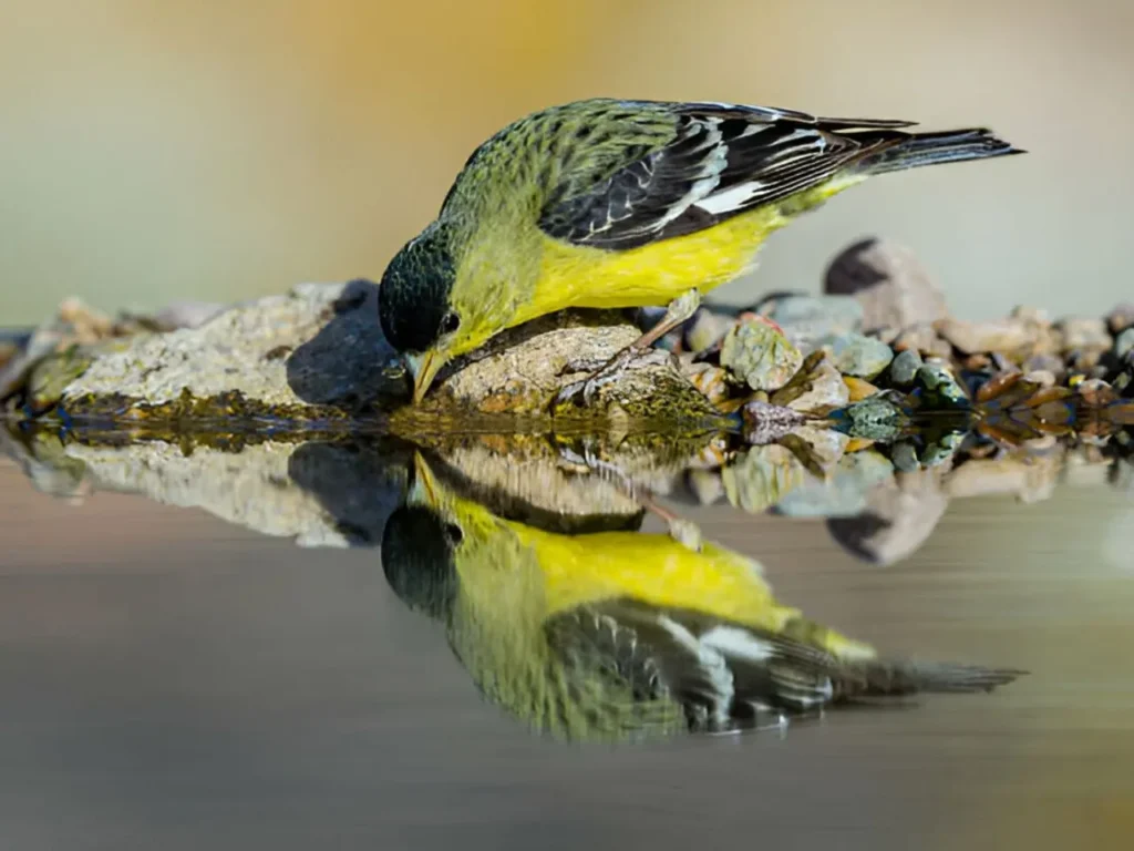 Arizona Warblers: Unveiling The Desert's Melodic Secrets