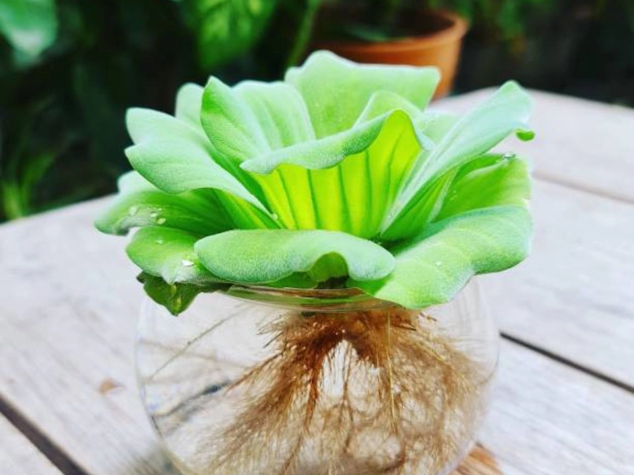 Water Lettuce for the Aquarium Lush Oasis Secrets