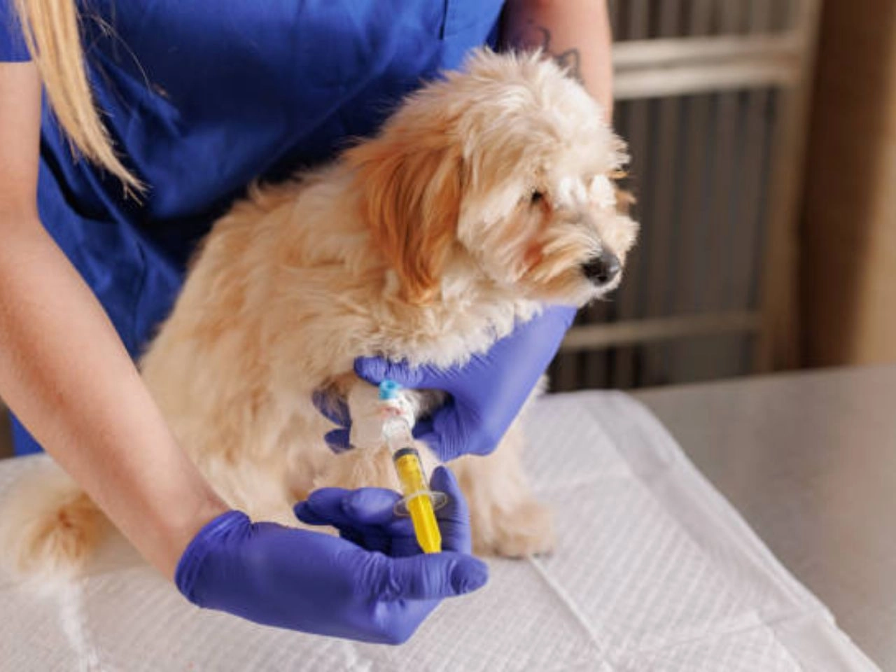 What Vaccines Do Dogs Need for Grooming Essential Guide