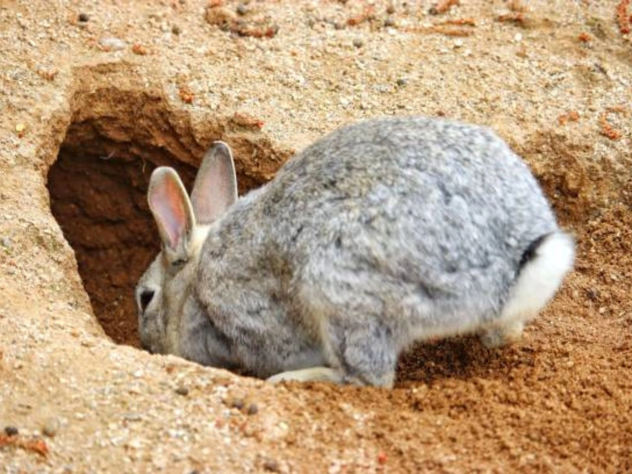 Why Do Rabbits Dig Holes in the Lawn Unearthed Secrets