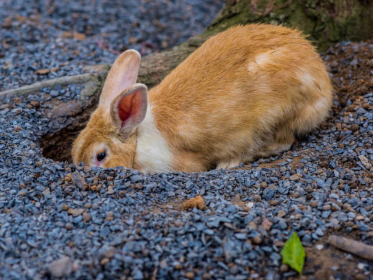 Why Do Rabbits Dig Shallow Holes? Unearth The Secrets!