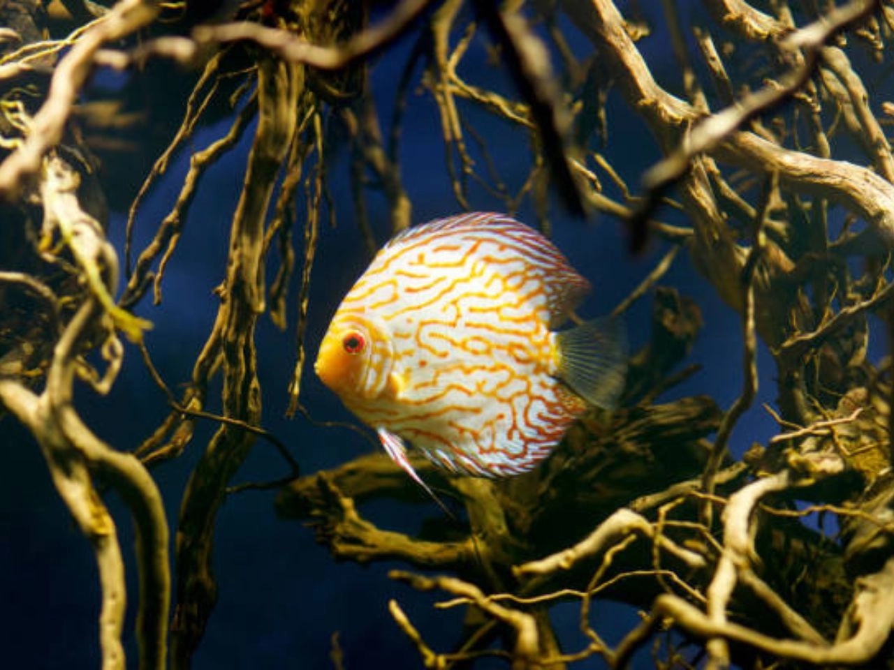 Wild Discus Fish