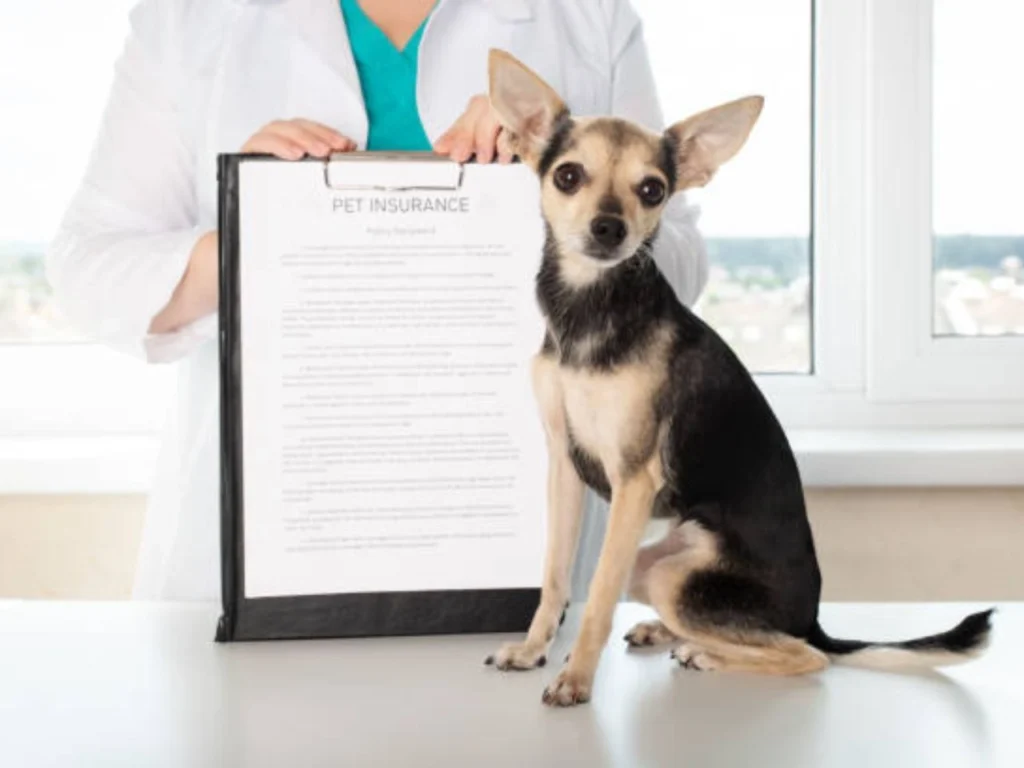 dog's vaccination records