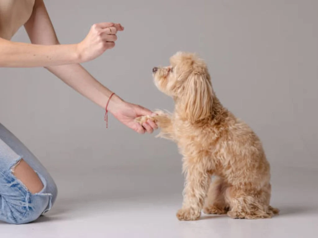 hand commands in dog training