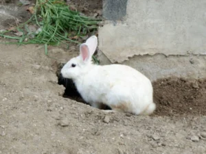 rabbits dig to create burrows