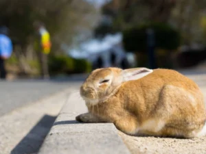 rabbits stay cool in hot weather