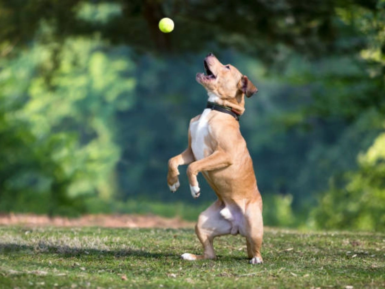 4 Quadrants of Dog Training: Unleash Success!