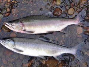 Alaska Freshwater Fish