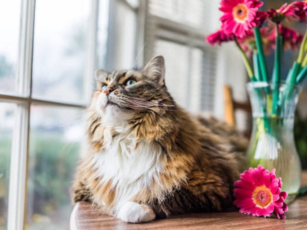 Are Gerbera Daisies Safe for Cats