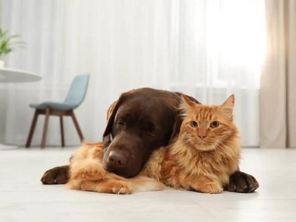 Are Labs Good With Cats