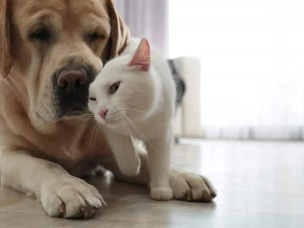 Are Labs Good With Cats