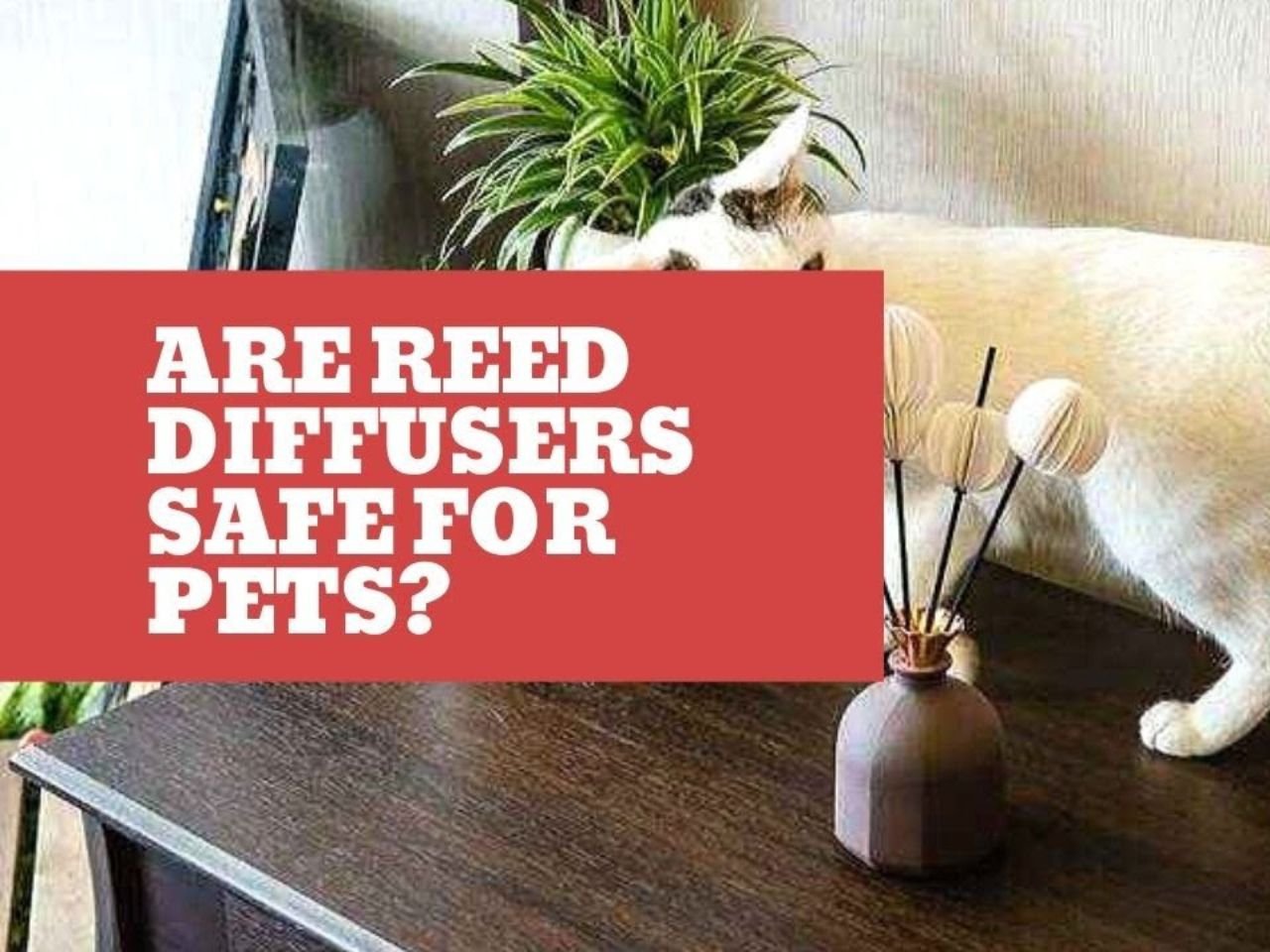 Are Reed Diffusers Safe for Cats