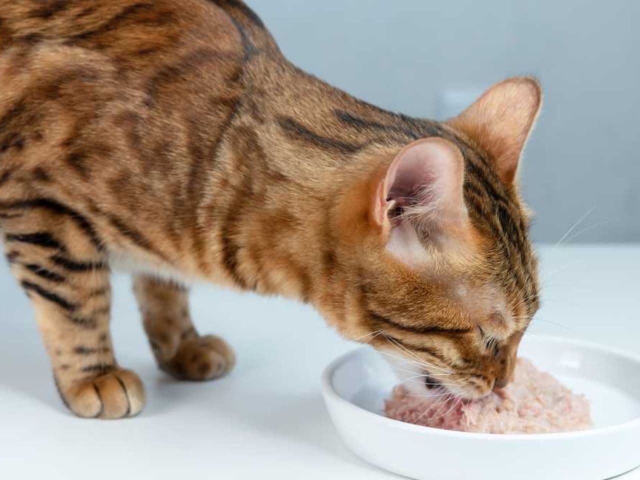 Best Canned Cat Food for Liver Disease