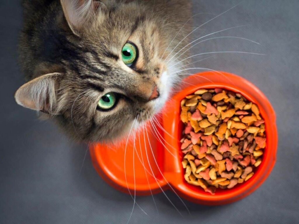 Best Canned Cat Food for Liver Disease