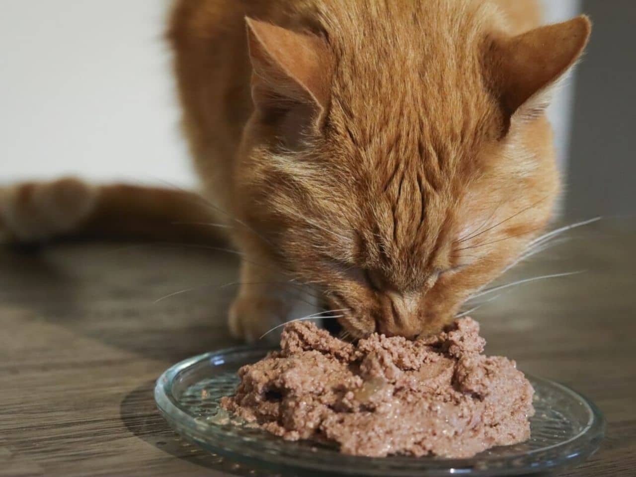 Best Cat Food for Diarrhea