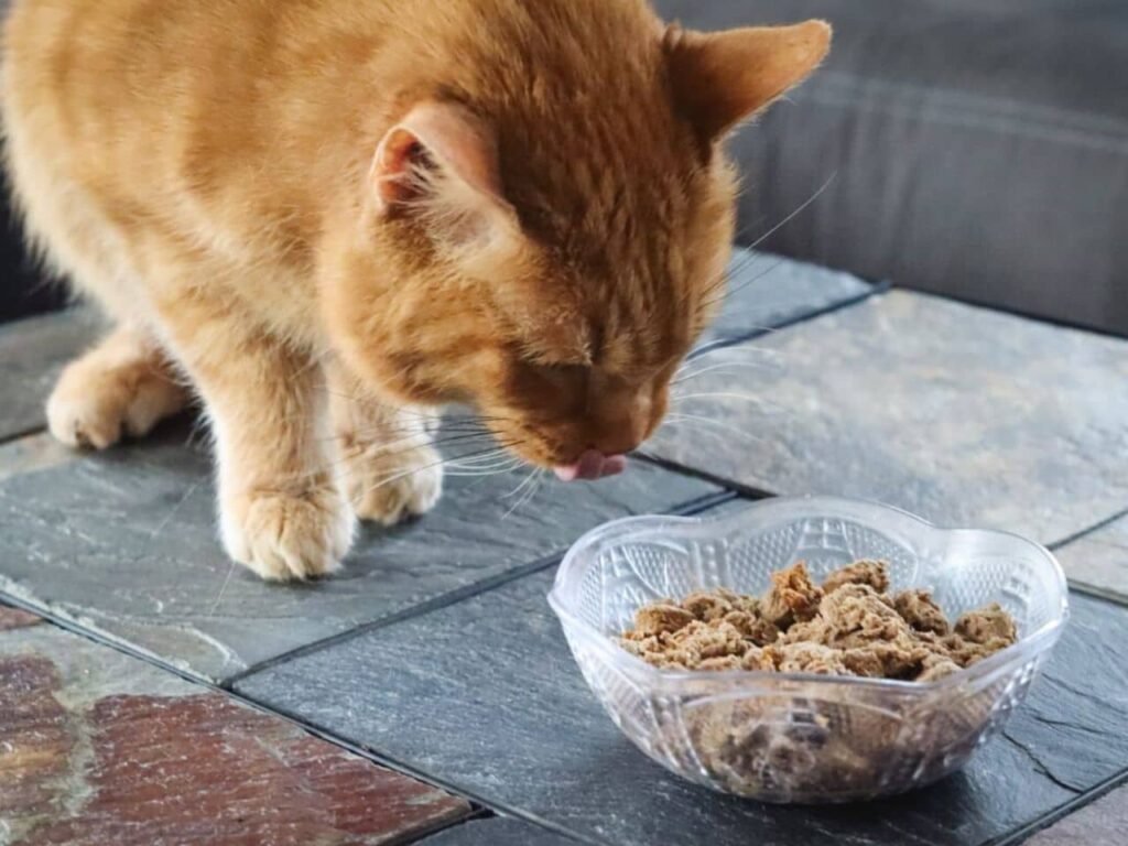 Best Cat Food for Diarrhea