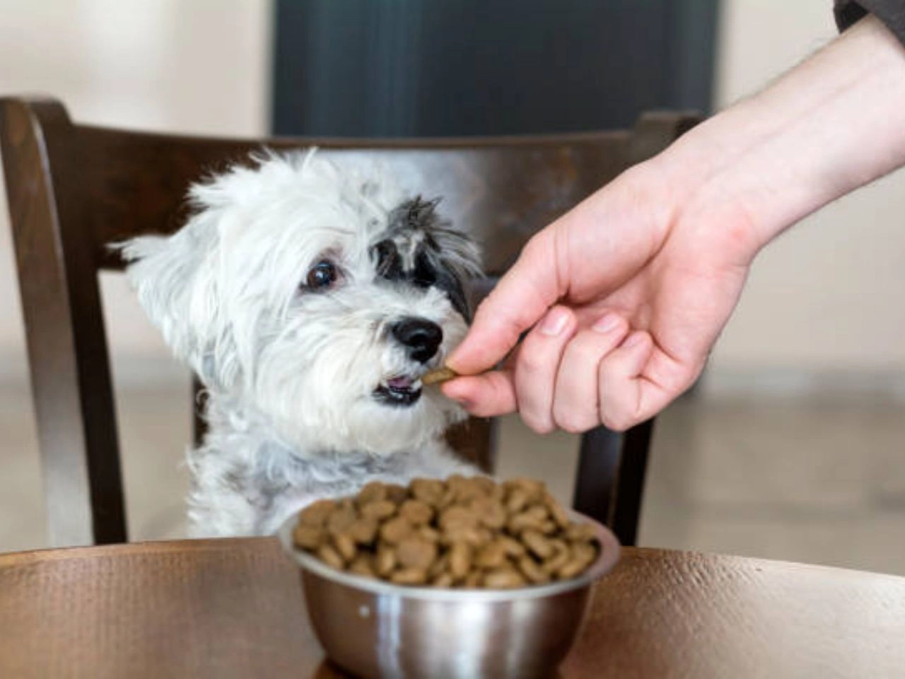 Best Dog Food for Toy Poodles Top Nutritious 2024