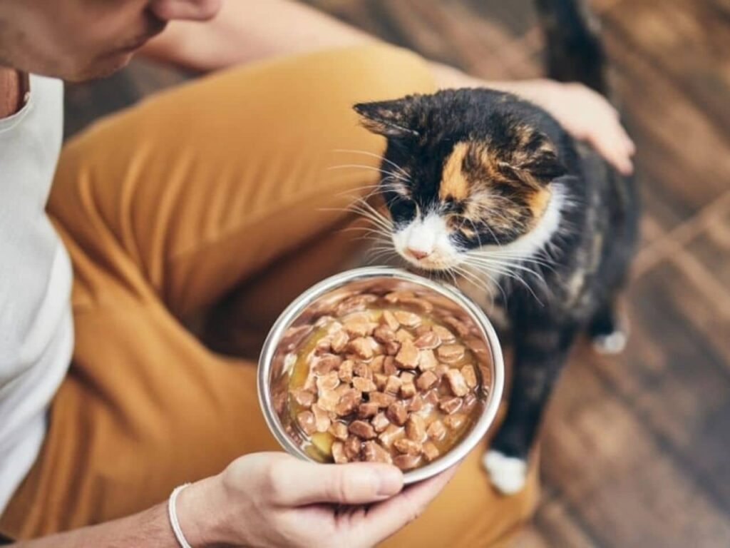 Best Wet Food for Diabetic Cats