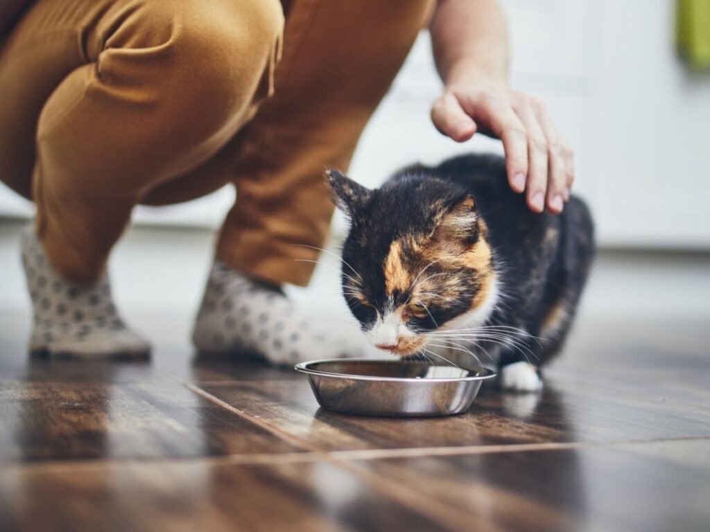 Best Wet Food for Diabetic Cats