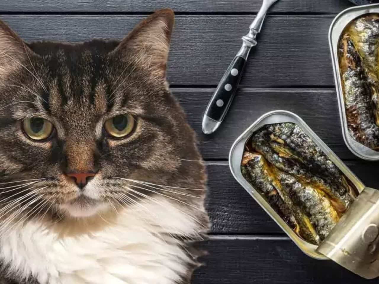 Can Cats Eat Sardines in Olive Oil