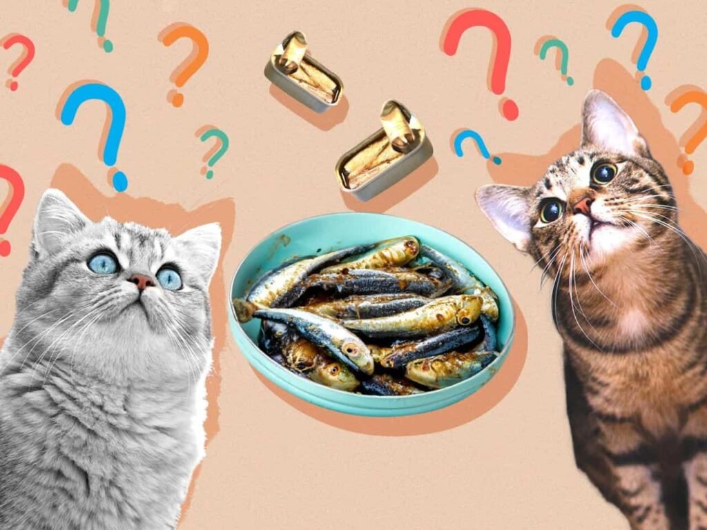 Can Cats Eat Sardines in Olive Oil