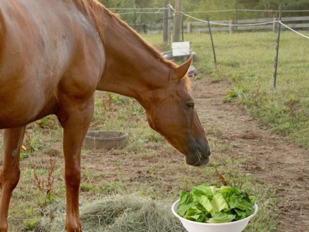 Can Horses Eat Lettuce