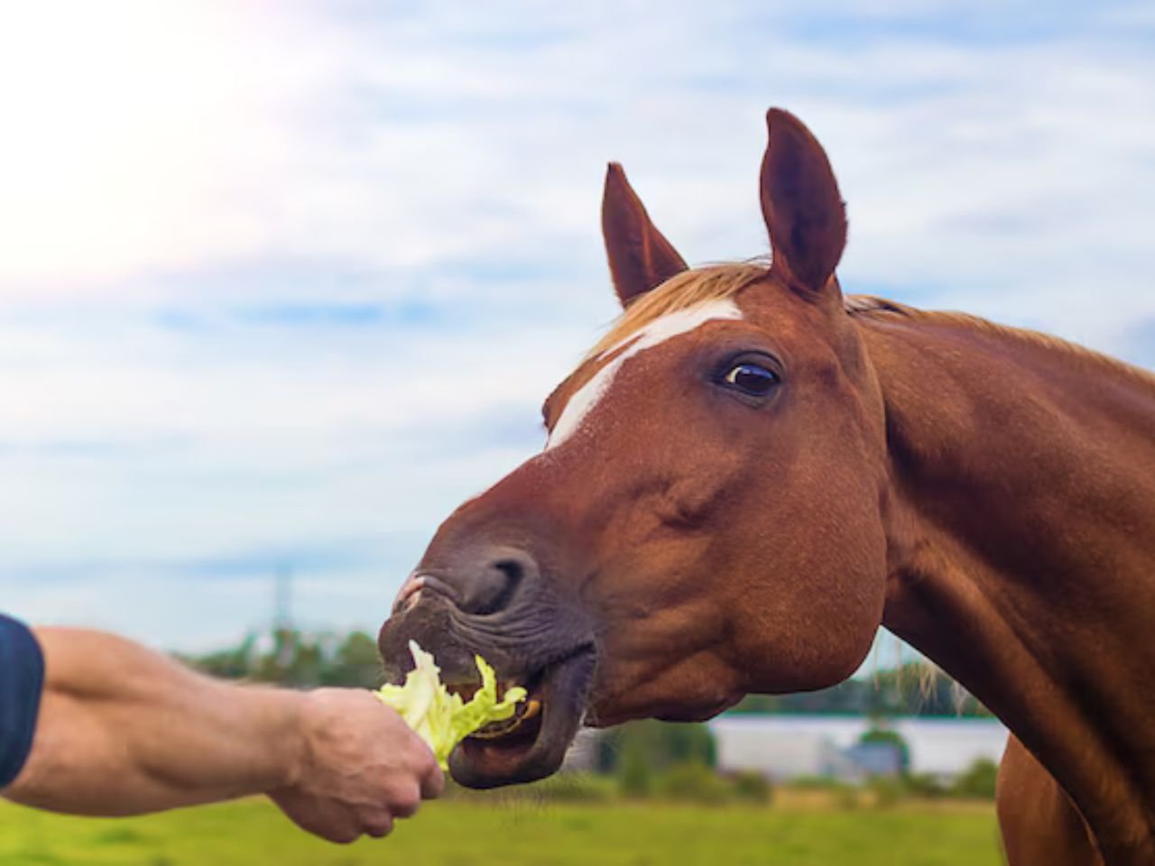 Can Horses Eat Lettuce