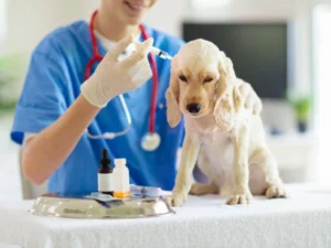 Dapp Vaccine For Dogs