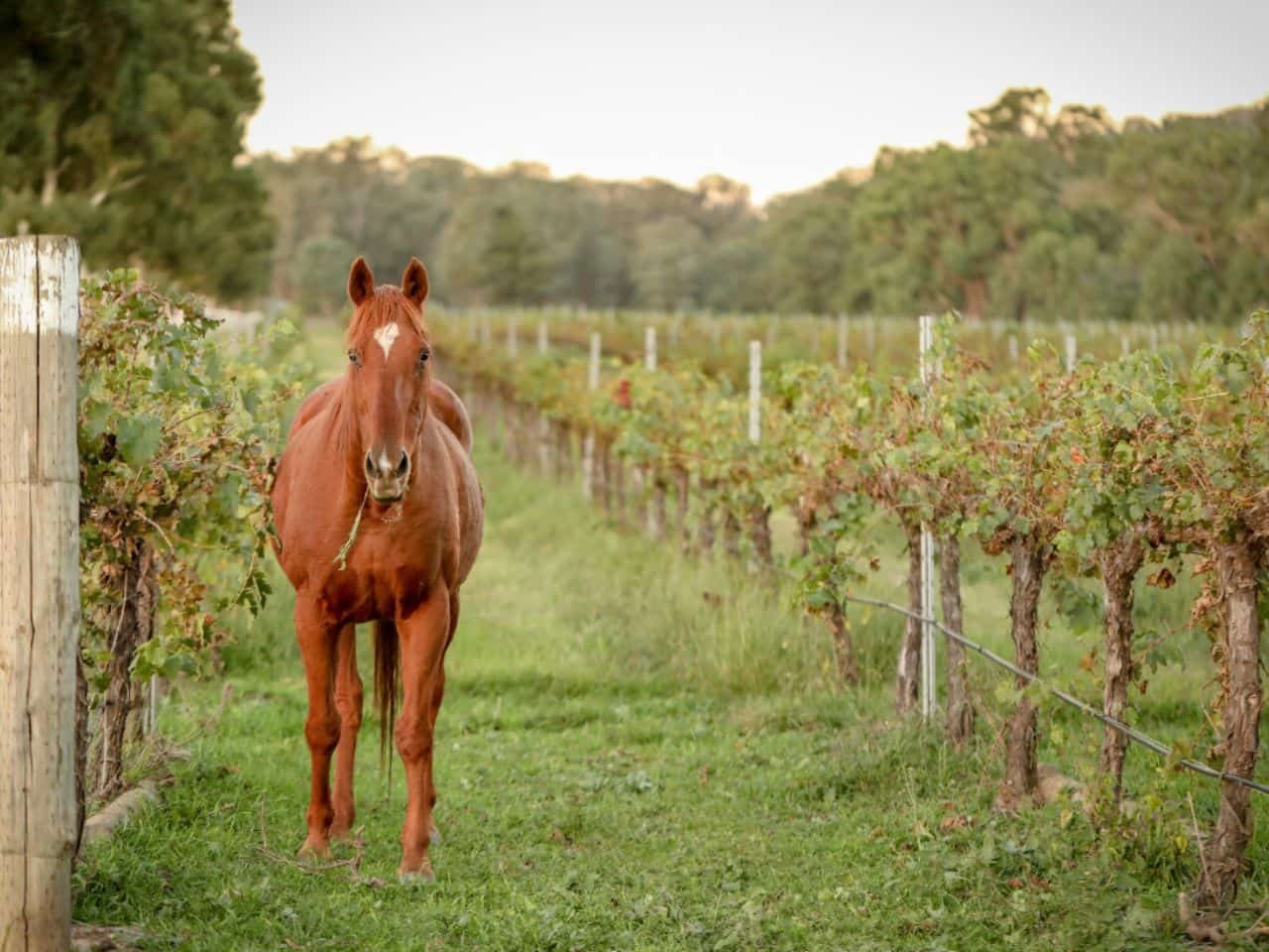 Do Horses Eat Grapes