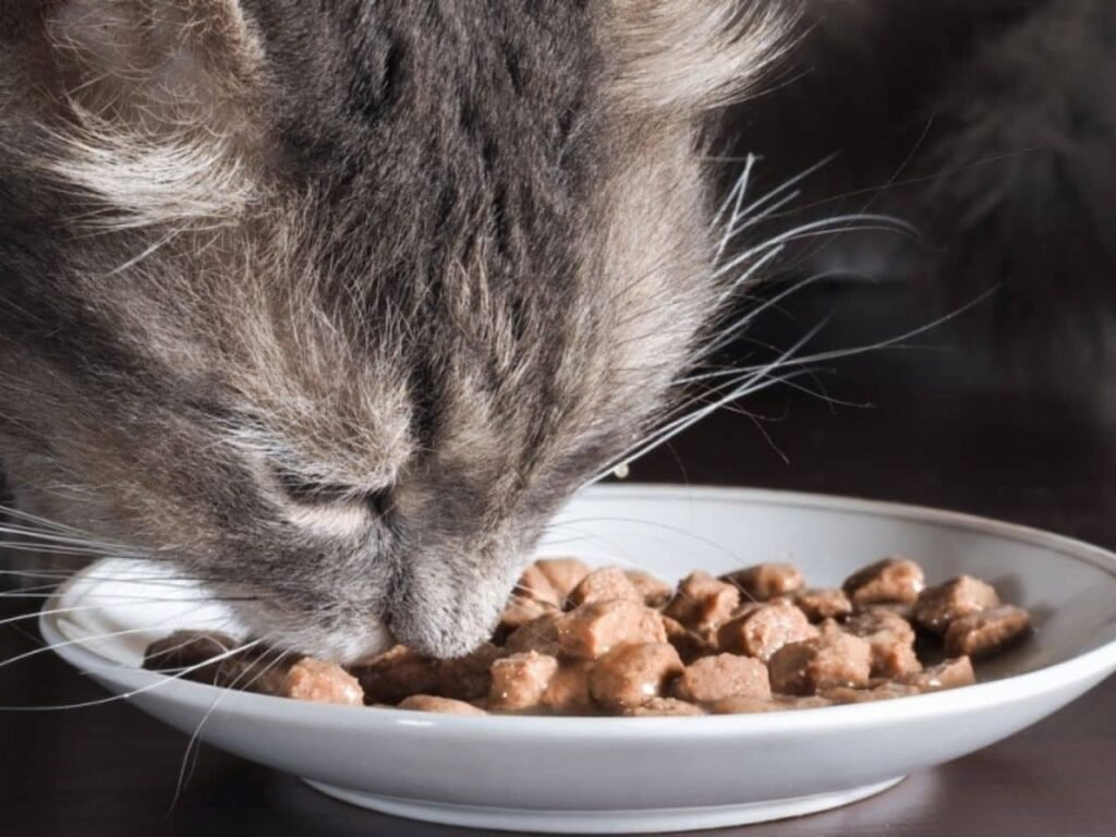 Does Dry Cat Food Go Bad