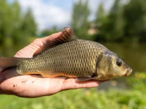 Freshwater Fish for Eating