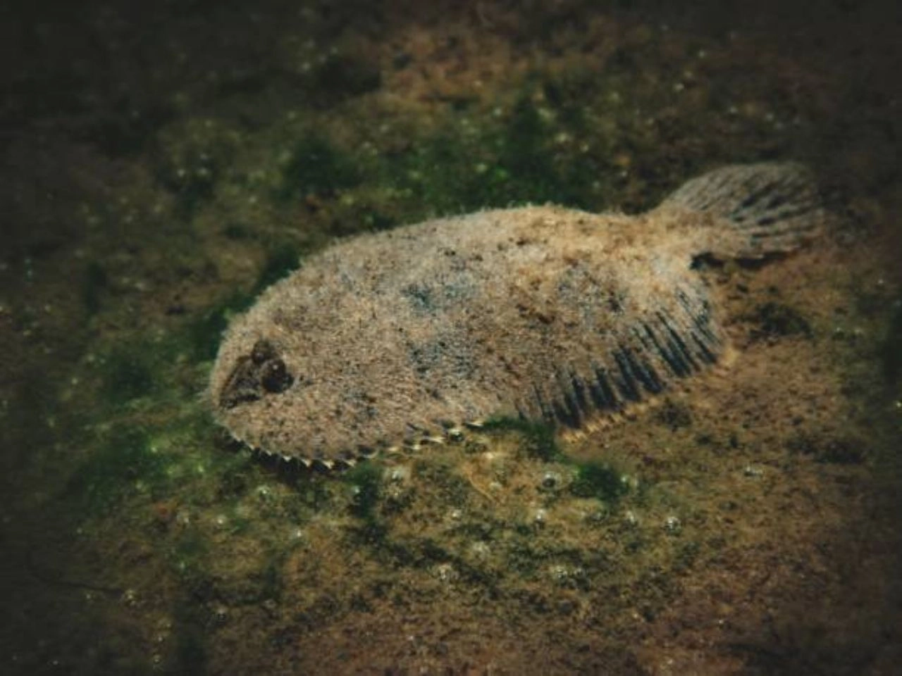 Freshwater Flounder Fish Unveiling Aquatic Secrets