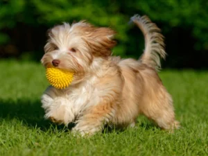 Havanese Dog Training