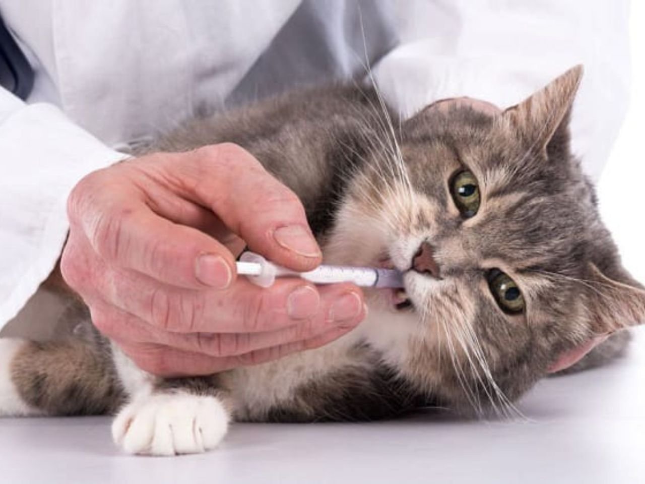 How Long Does Dewormer Take to Work on Cats