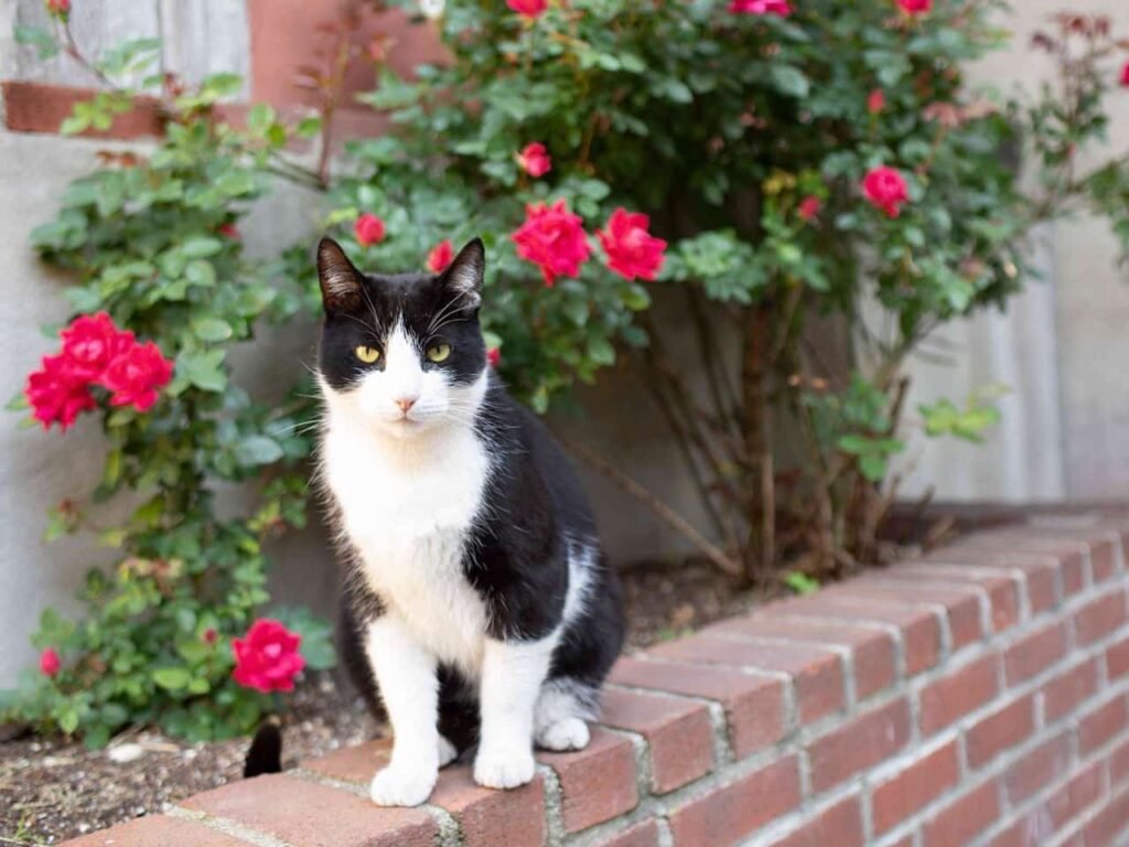 How to Keep Cats Out of Your Flower Bed