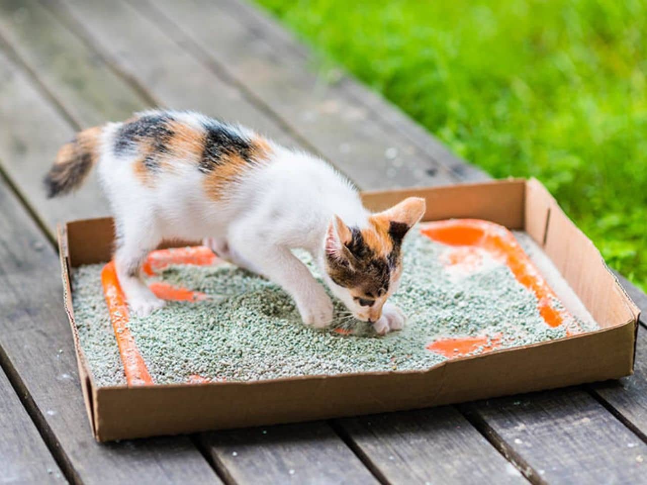 How to Litter Train a Stray Cat