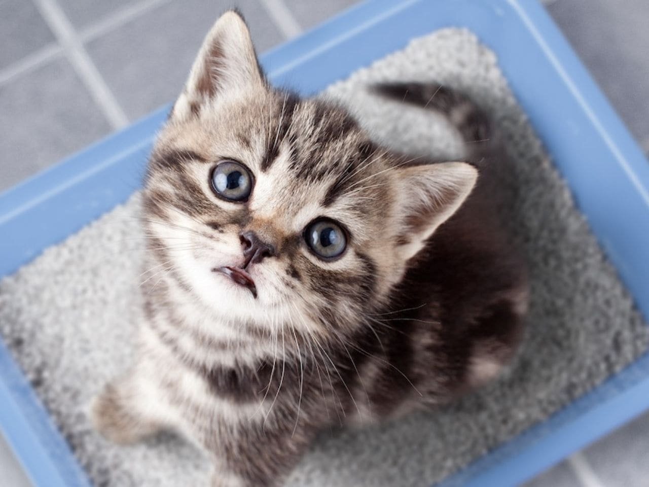 How to Train Stray Cat to Use Litter Box