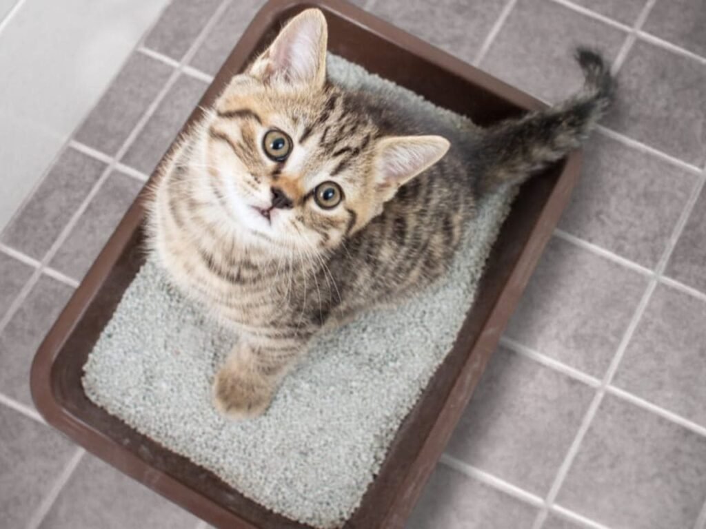 How to Train Stray Cat to Use Litter Box