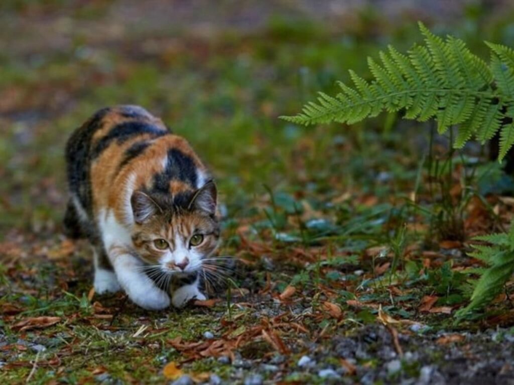 How to Train an Outside Cat