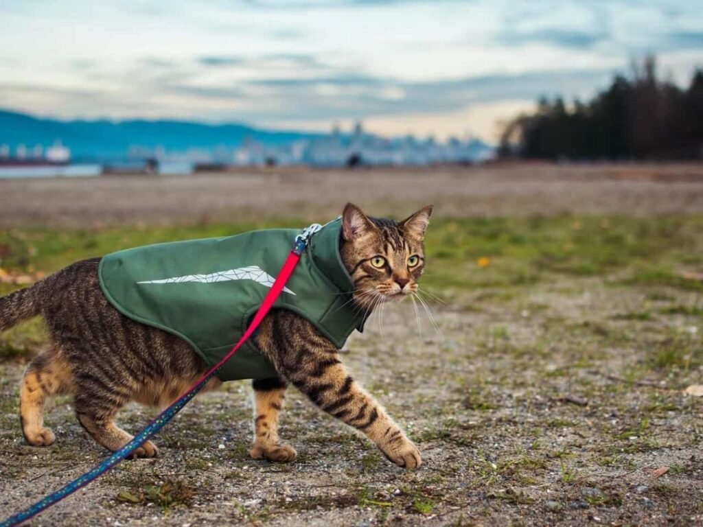 How to Train an Outside Cat