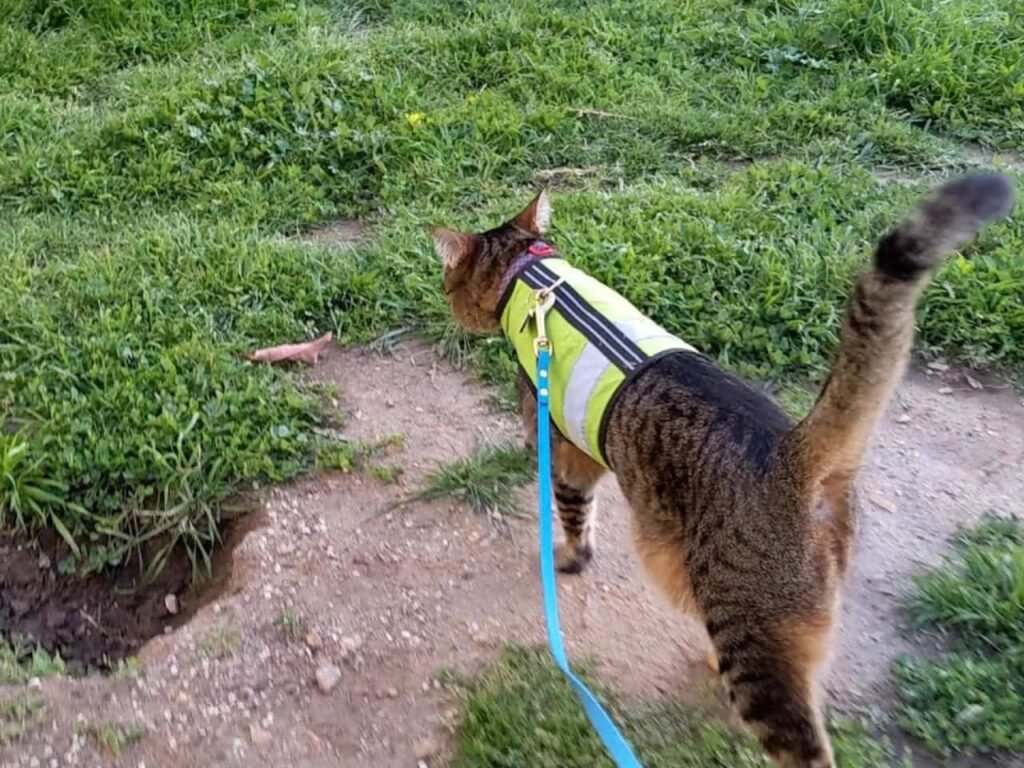 How to Train an Outside Cat